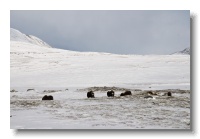 Musk Ox_ANL_8385